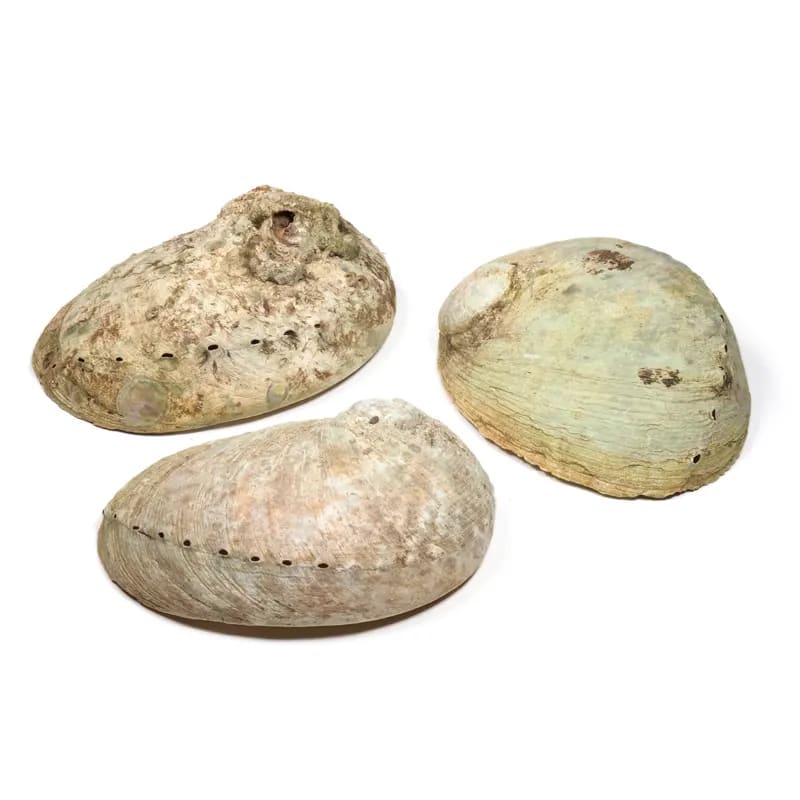 Coquille d'ormeau Haliotis diversicolor smudge M -- 13-16cm