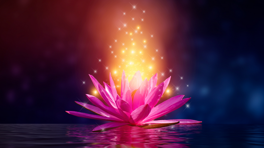 fleur de lotus