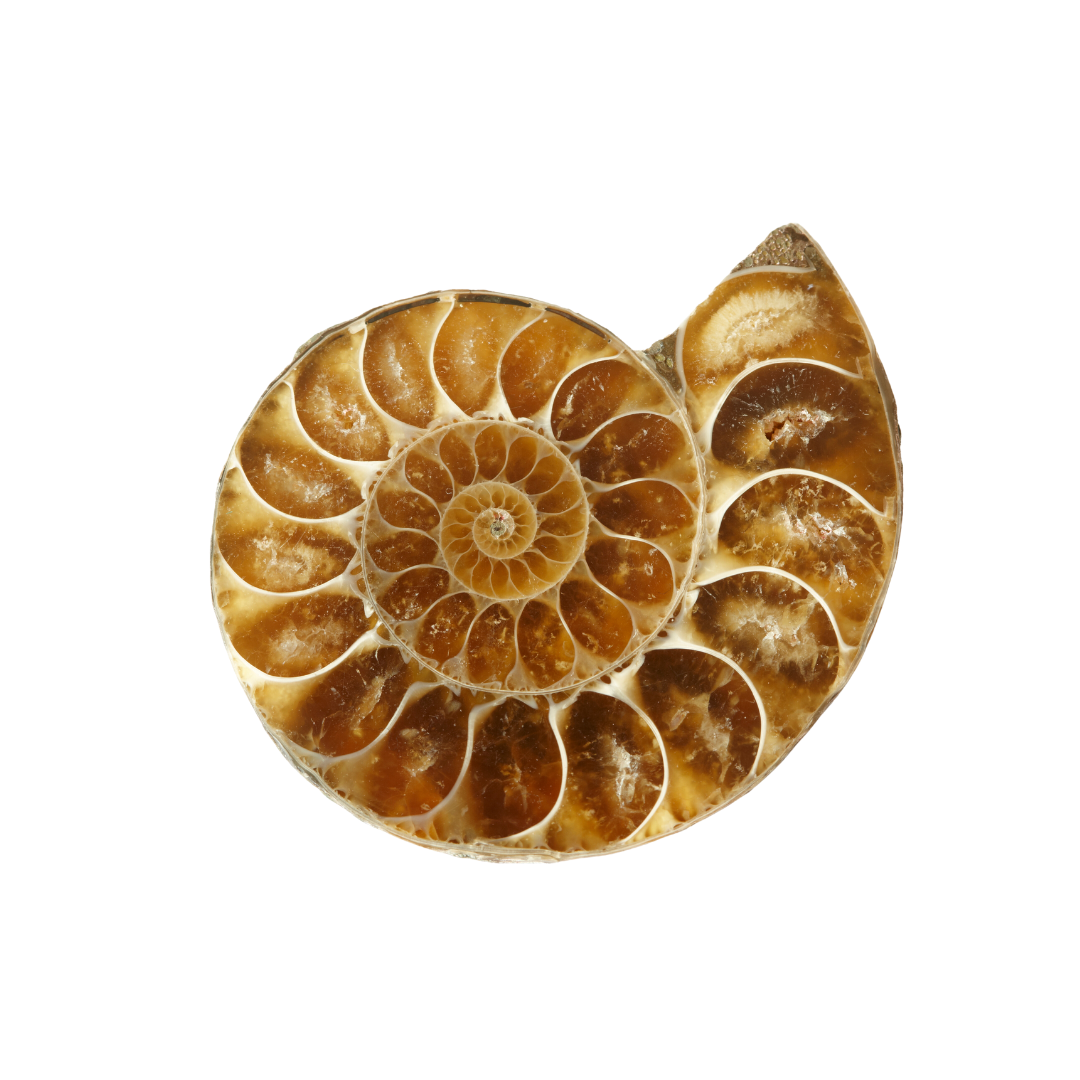 Ammonite