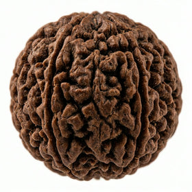 Rudraksha