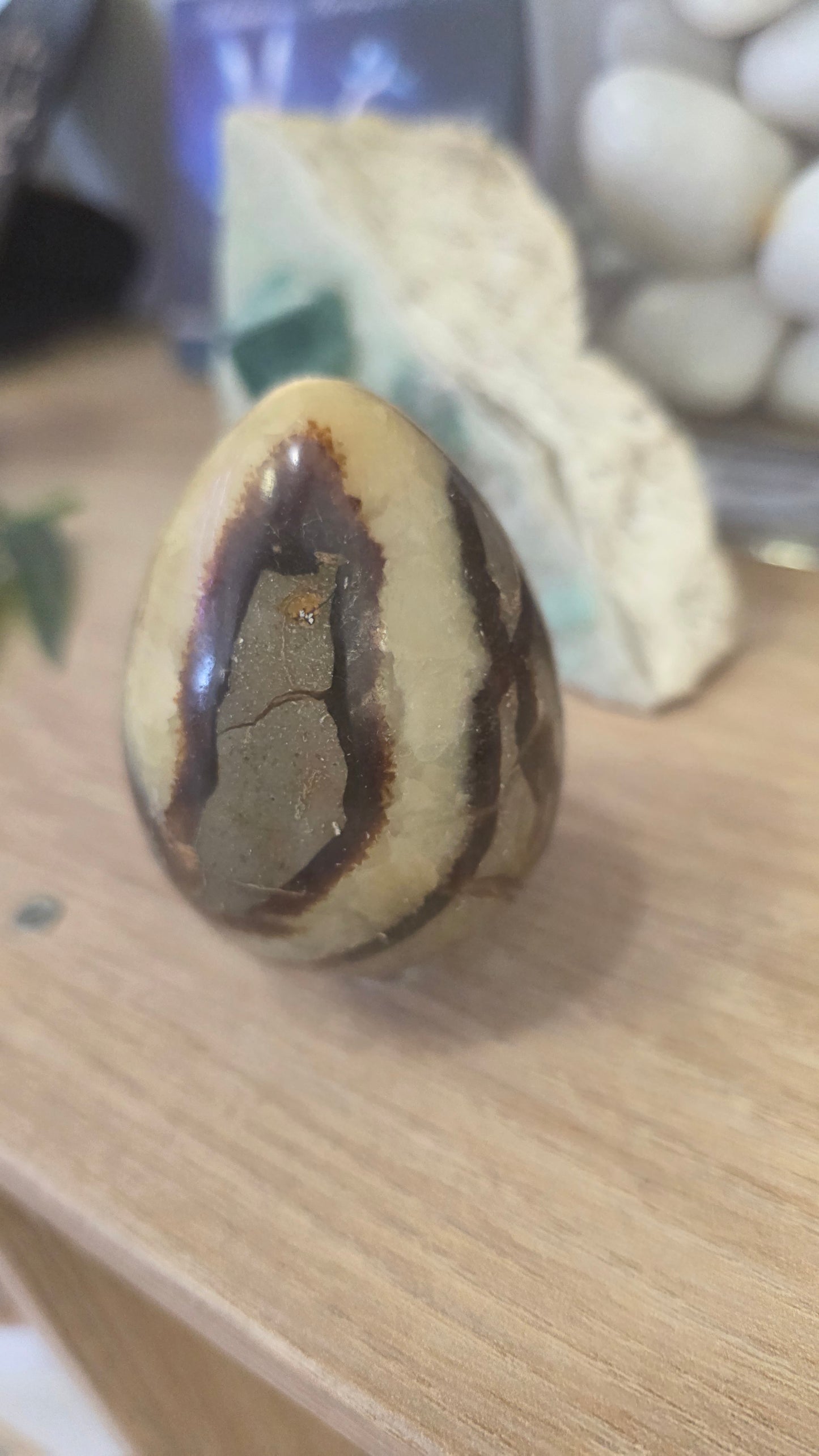 Septaria oeuf