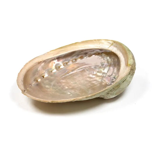Coquille d'ormeau Haliotis diversicolor smudge M -- 13-16cm