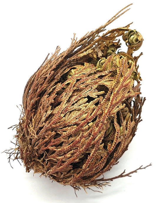 Rose de Jericho 10cm